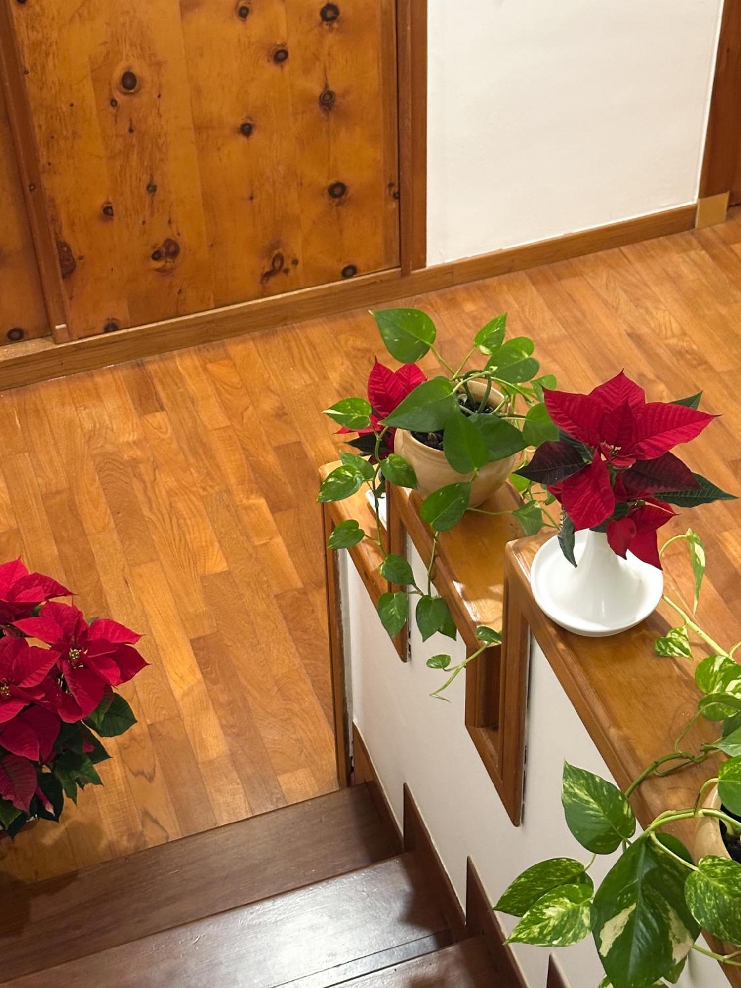 B&B Le Foglie D'Ulivo バーリ エクステリア 写真